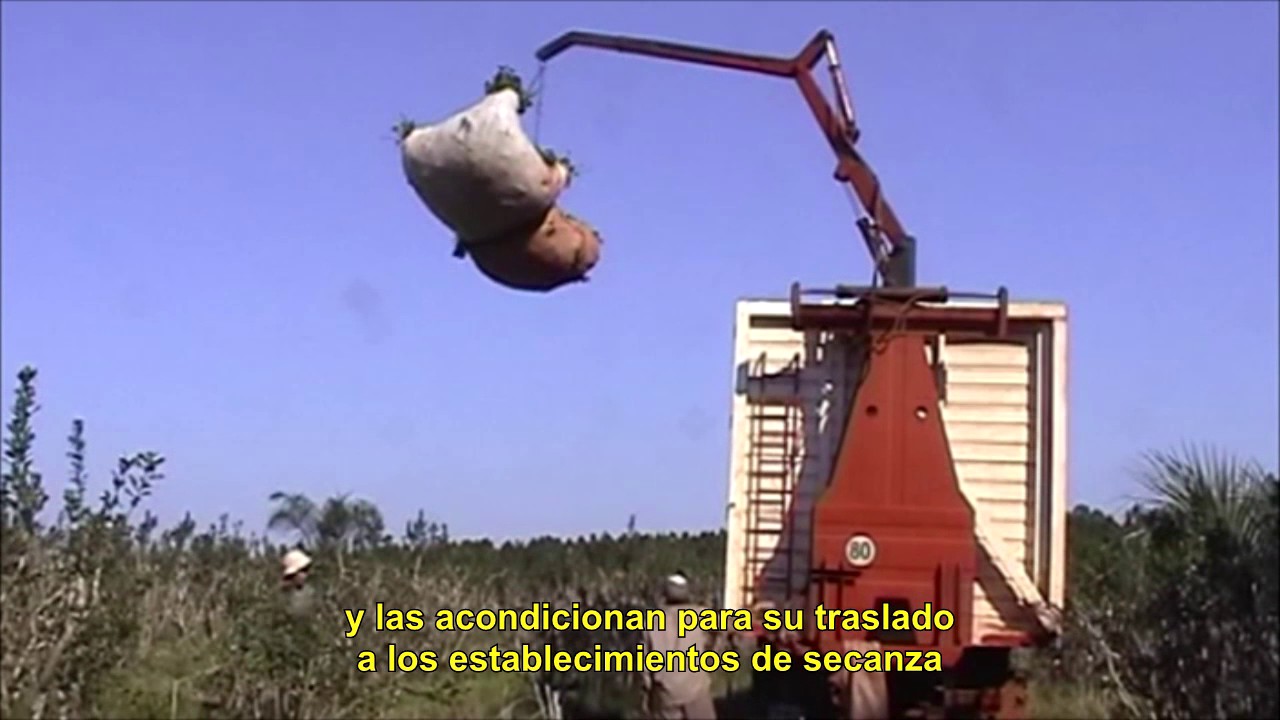 ¿ Cómo se produce la yerba para tus mates?