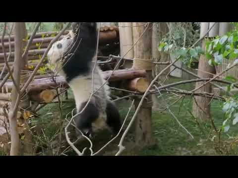 Panda - 熊猫【Tik Tok - 抖音短视频】