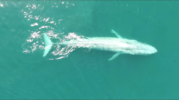 OSU researchers discover new population of blue whales