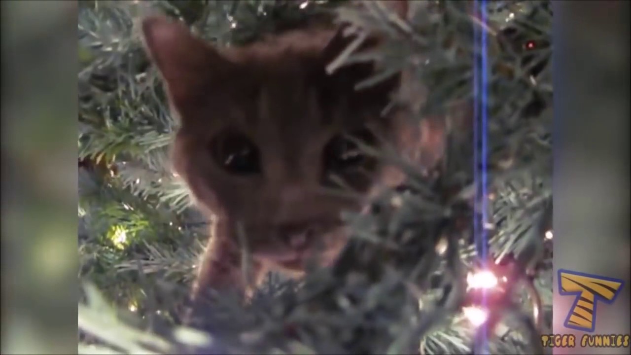 GATOS GRACIOSOS #10 Videos Graciosos Videos de Risa video de musica sertaneja