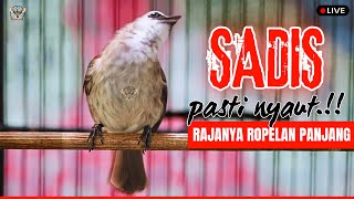 🔴TRUCUKAN GACOR ROPEL PANJANG | PACINGAN / MASTERAN TRUCUKAN AGAR BUNYI GACOR SEPANJANG HARI