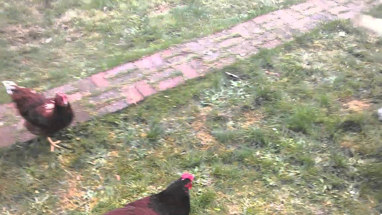 Little Chicken Attacks Big Dog YouTube