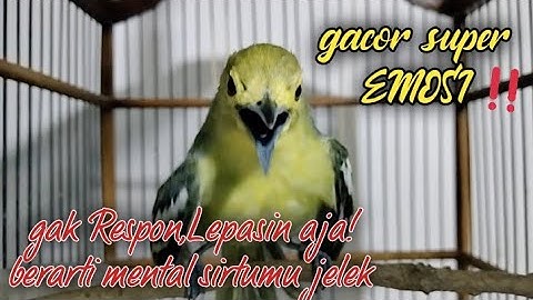 TES MENTAL!..Jika sirtumu bermental bagus pasti akan langsung respon dengar suara sirtu gacor ini