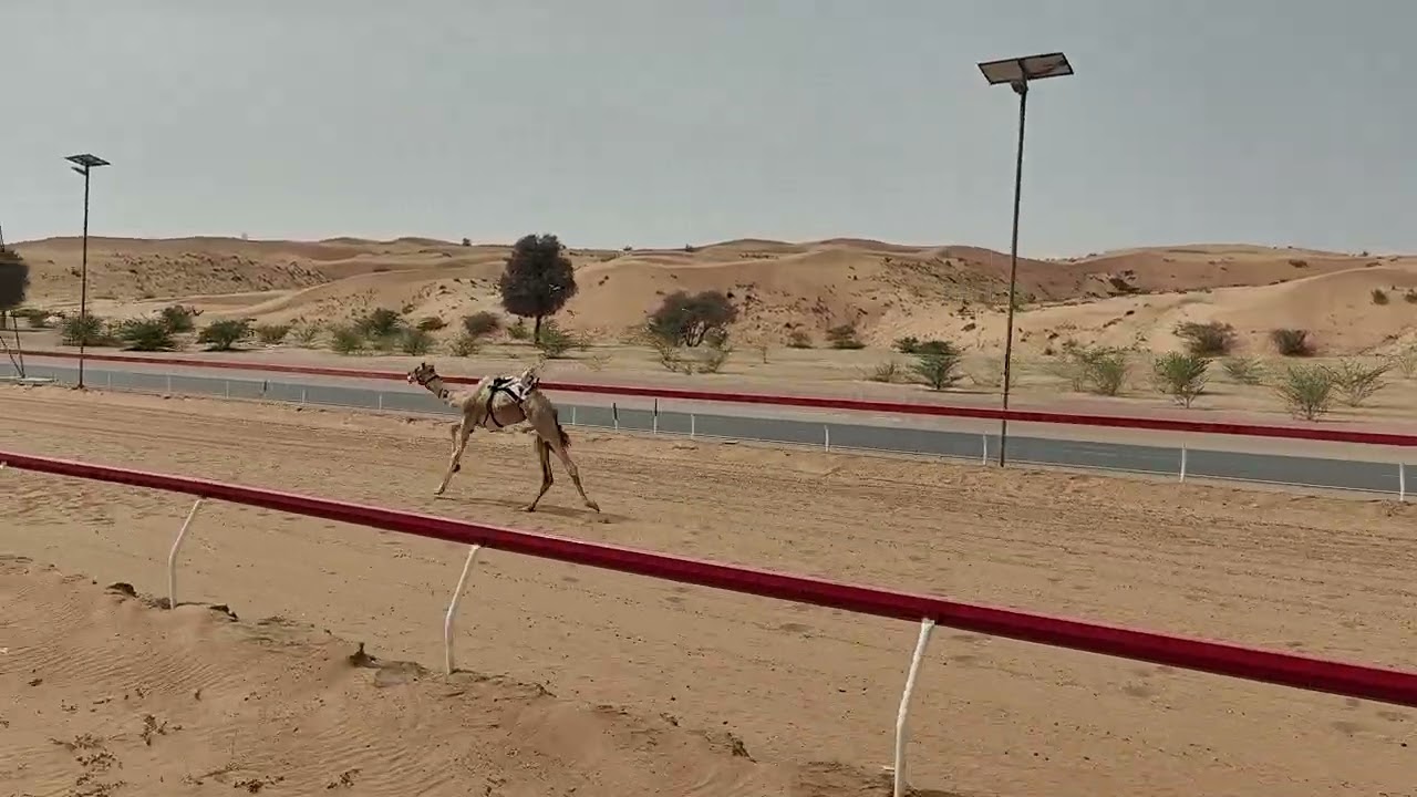 ش4شاهين - هجن ند الشبا / م - سعيد سالم 9:25