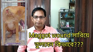 Maggot wound কেনো হয় এবং কি ভাবে সারিয়ে তুলবেন?? Cause of maggot wound and recovery@Dr Biswas Vet
