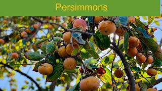 Upick Persimmons || Brentwood || California || USA screenshot 4