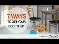 Dog Won’t Eat? 7 Ways to Overcome Loss of Appetite in Dogs