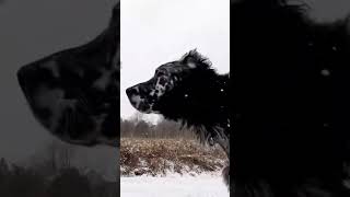 Heartwarming Winter Walk with English Setter #gopro12 #doglover #weather #shorts