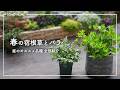 【育てやすい】春の宿根草 アジサイ バラを全部紹介・テラスガーデンツアー【後編】
