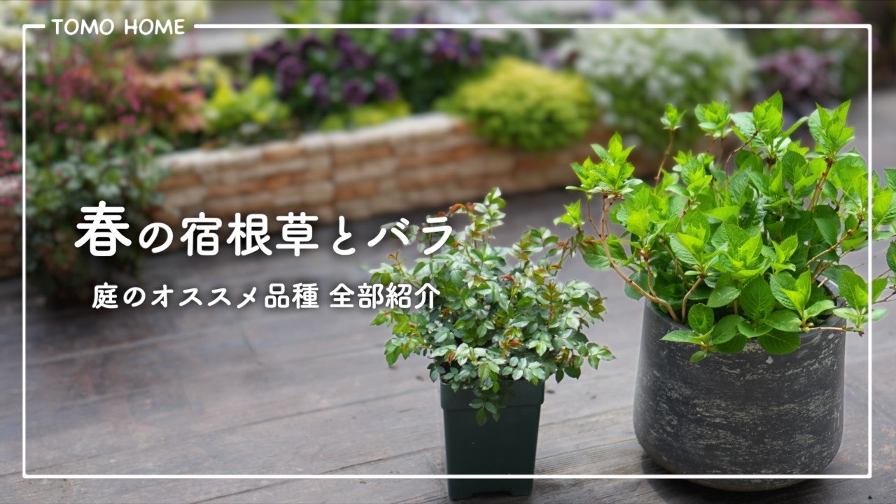 Easy to Grow] Introducing All Spring Perennials: Hydrangeas, Roses