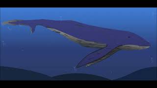 How  to illustrate Blue Whale in Adobe illustrator CC