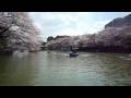 千鳥ヶ淵公園の桜