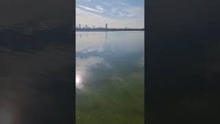 Цветение воды (algal bloom)