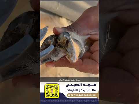 طريقة تقليم أظلاف الاغنام بالشكل الصحيح