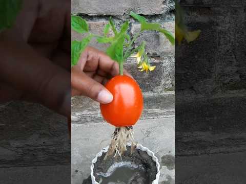 Grow tomato by unique way🍅#shorts #youtubeshorts