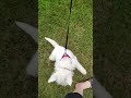 Playful Puppy Going for a Walk – Tofu Westie