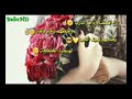 رح اقطف وردات الدرب 
