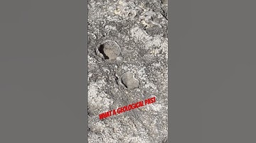 What??? #nature #fossil #fossils #geology #rocks #paleontology #coolrock #rock #shorts #interesting