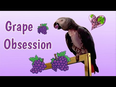 Einstein Parrot has a Grape Obsession