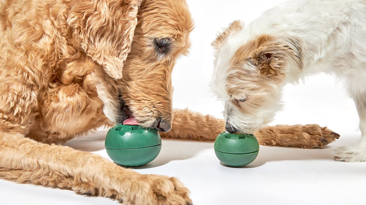 The Woof Pupsicle: An Unbeatable Companion for Your Pet - PetPlace
