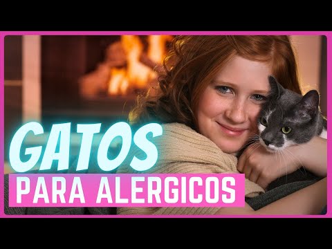 Video: Razas De Gatos Hipoalergénicos