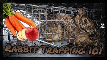 How to: Trap and Relocate a Rabbit - Rabbit Trapping 101