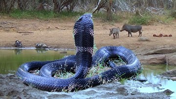 Crocodiles with rats and wild boars are looking for feed