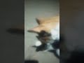 New meme: Azerbaijan cat