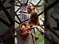 LE SINGE