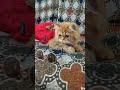 kitten #persain #hamza #simba #pari