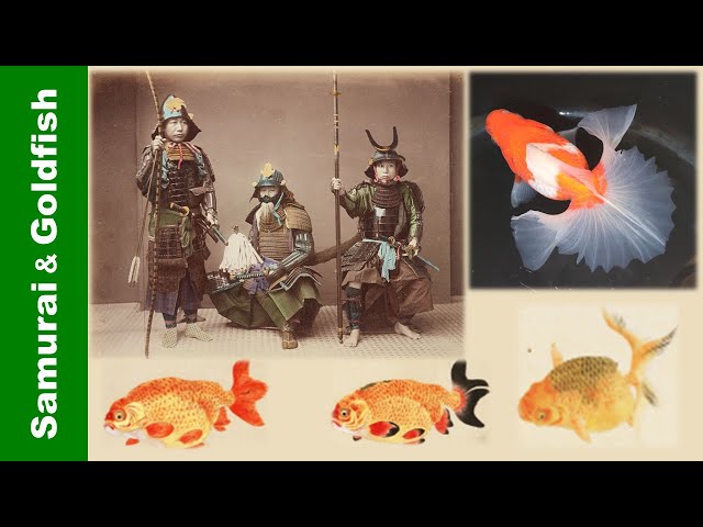 Samurai in Japanese Goldfish History