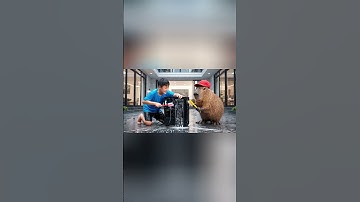 Capybara cùng anh giúp bà lau máy tính và cái kết #capybara