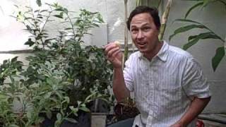Tropical Food Forest Growing in South Beach