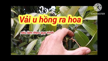 Vải ra hoa .Sẽ không bao giờ mất mùa vải u hồng khi áp dụng đúng quy trình làm hoa. KT Nông Nghiệp.