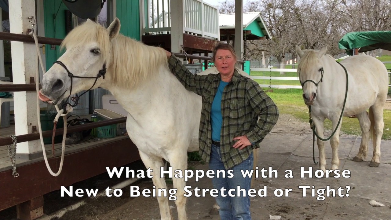 How to Stretch Your Horse YouTube