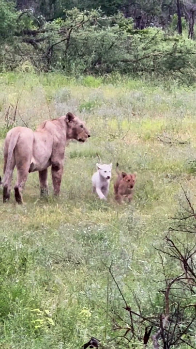 New White Lion Cub Spotted!