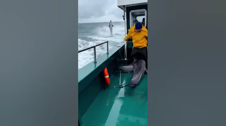 Massive Impact as Dolphins Smash Through Stern Railing Debris Flies
