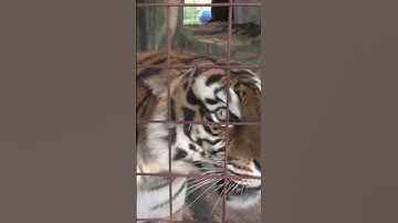 Thumbnail of TIGER ROAR!!