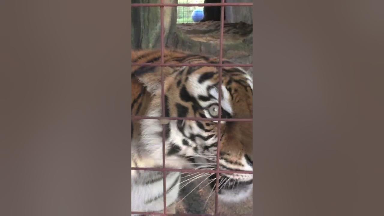 TIGER ROAR!!