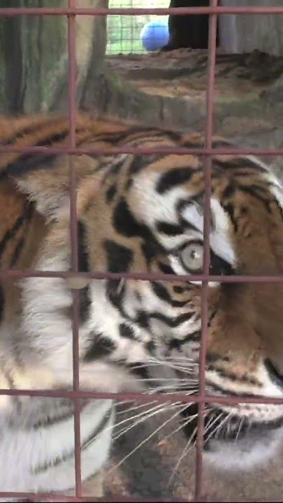 TIGER ROAR!!