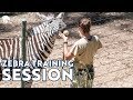 Zebra Training Session at Oakland Zoo