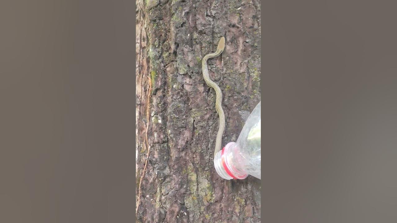 Releasing a unknown innocent snake🐍🪱🐍 - YouTube