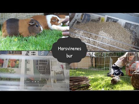 Video: Sådan Vælger Du En Dyrebutik