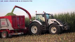 Trinciato Mais per Soc. Agr. F.lli D'Antonio [Valtra T234 Versu]