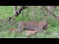 Game Drive Channel Trailer