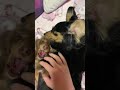 ミニチュアダックスフンドのあくびに驚く何か言いたげなチワックスの子犬が面白くて可愛い#Shorts
