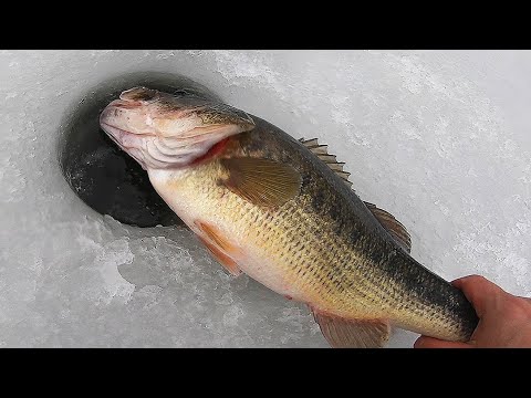 Ice Fishing for Bass  Locations and Top Tactics 