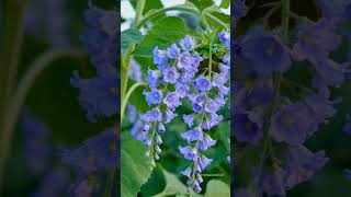 Bloom bliss🌸#nature #flowers #beautiful #calming #explore #naturephotography #ai