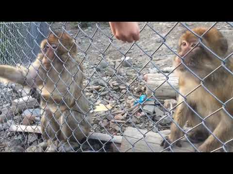 თბილისის ზოოპარკი / Tbilisi Zoo  *Weekend Vlog*