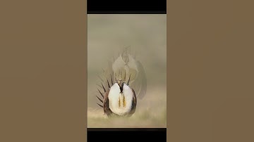 Male Greater Sage Grouse trying to attract and impress the local ladies. #birds #wildlifephotography